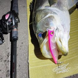 小潮のシーバス調査