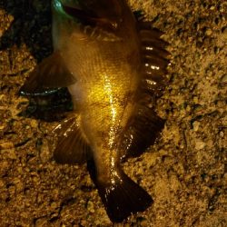 アジ探し@佐野漁港