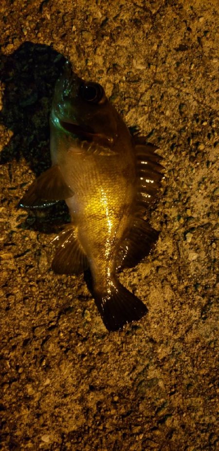 アジ探し@佐野漁港