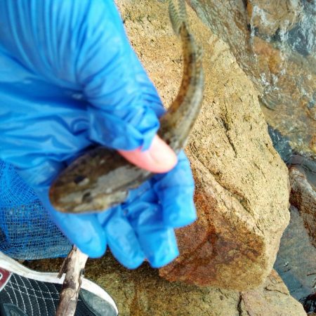 淀川マハゼ最盛期