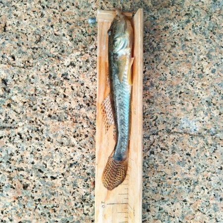 マハゼ〜あと一歩…