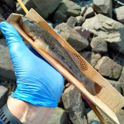 ようやく20cm超えのマハゼ