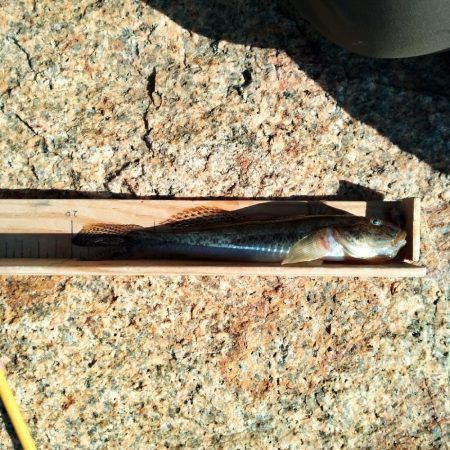 マハゼ〜サイズ更新