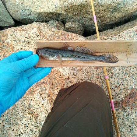 マハゼ　〜まだ行けそう