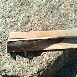 マハゼ〜日課…