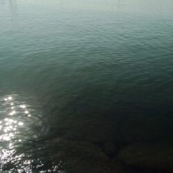 マハゼ〜渋い…