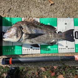 広島市内河川チヌトップ！