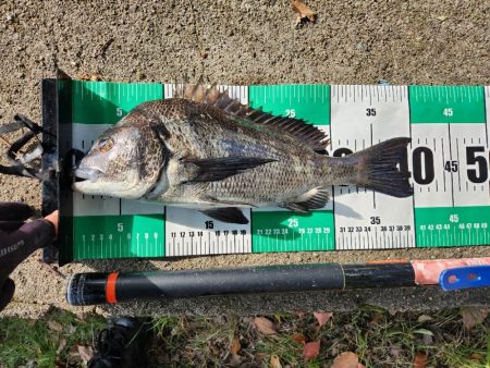 広島市内河川チヌトップ！