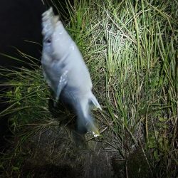 しごおわチニング