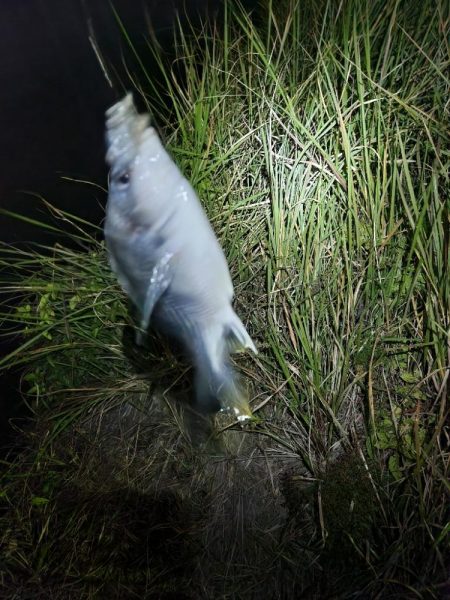 しごおわチニング