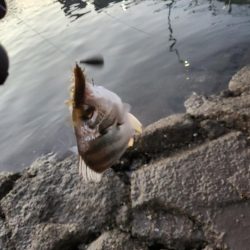 広島市内河川満喫フィッシング