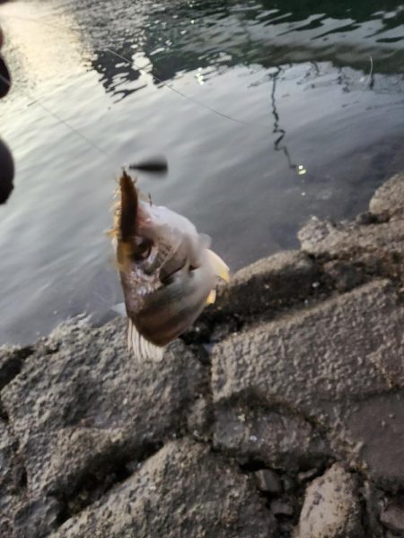 広島市内河川満喫フィッシング