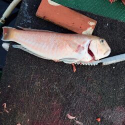 初ホウボウ＆白甘鯛