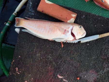 初ホウボウ＆白甘鯛