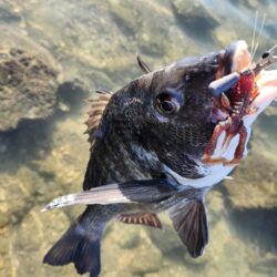 呉地区チニング