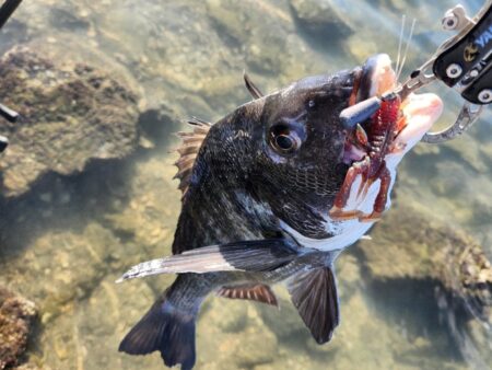 呉地区チニング
