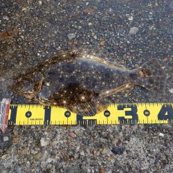 シーバス、ツバス、ヒラメがヒット！