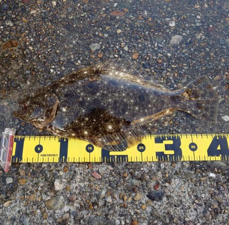 シーバス、ツバス、ヒラメがヒット！