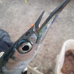 湧いた良型サヨリからのアジ