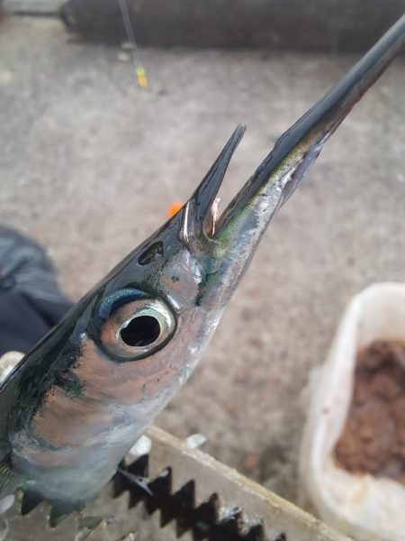 湧いた良型サヨリからのアジ