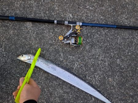 逢えたデカあじ