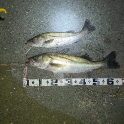 シーバスとアジ