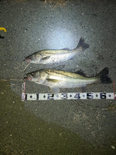 シーバスとアジ