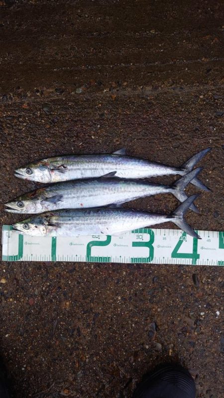 最近太刀魚からサゴシ