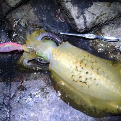 荒れる前にエギング