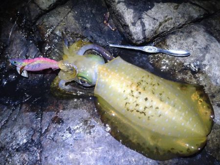 荒れる前にエギング