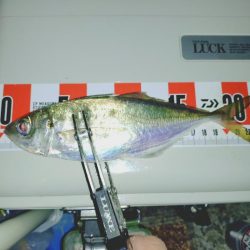 毎年恒例アジ狙いのカゴ釣り🎣