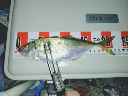 毎年恒例アジ狙いのカゴ釣り🎣…
