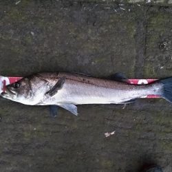 シーバス釣れました!