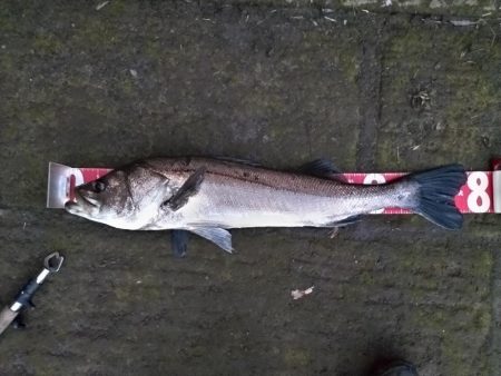 シーバス釣れました!