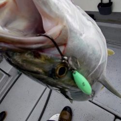 初の家族でのライトジギング