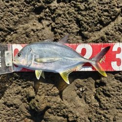 四目釣れました!