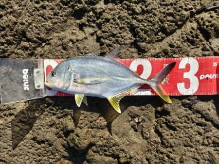 四目釣れました!