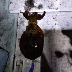 ティップラン終盤戦