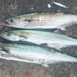 ショアジギング サゴシ祭り