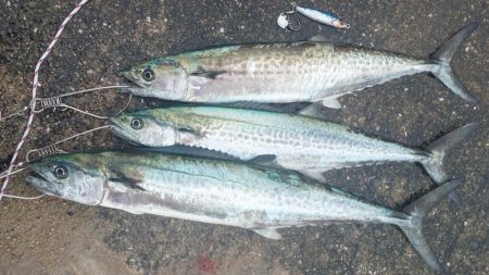 ショアジギング サゴシ祭り