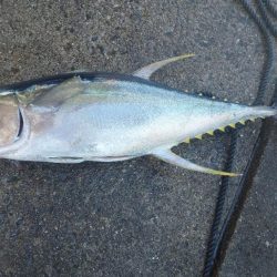 キハダ完全フカセ