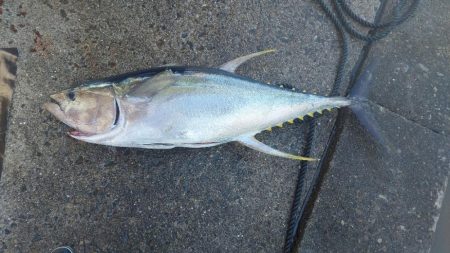 キハダ完全フカセ