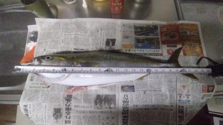 やっと姿見れた