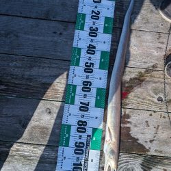 エレベーター式飲ませ釣り