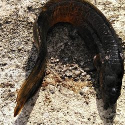 青物不発、ハゼやギンポは好調