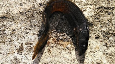 青物不発、ハゼやギンポは好調