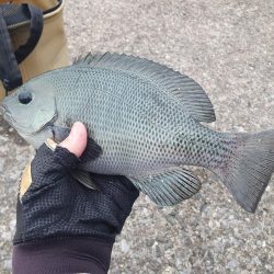 夕方から夜釣りで太刀魚秋イカ調査！