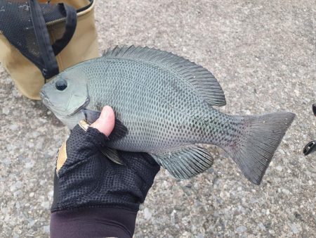 夕方から夜釣りで太刀魚秋イカ調査！