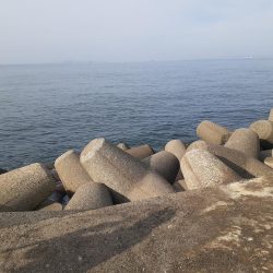 去年ぶりのキバ族