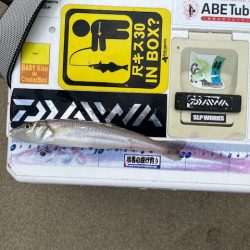 今回も落ちキス探して釣行しました